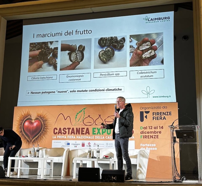 Funghi patogeni che causano il marciume della castagna